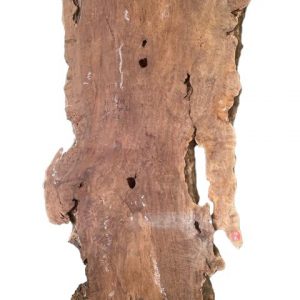 LYCHEE WOOD OBGT-119